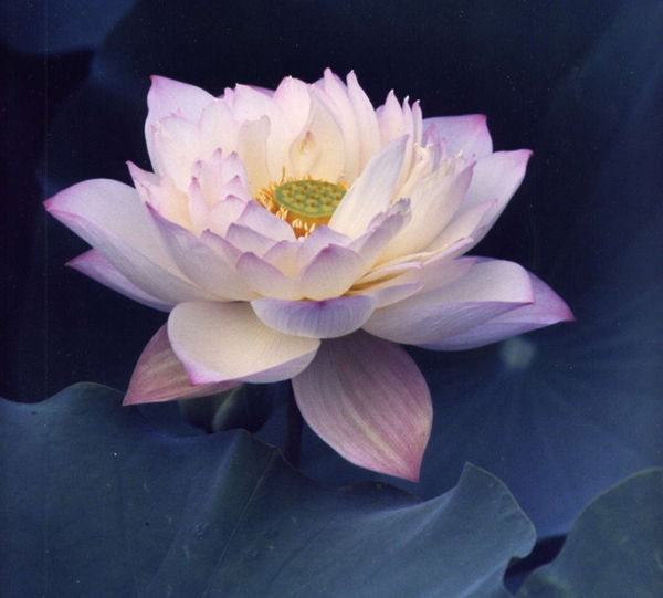 lotus_flower